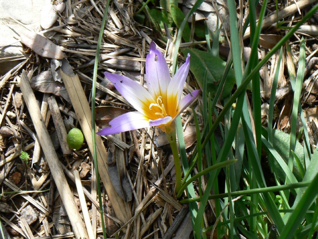 Romulea bulbocodium